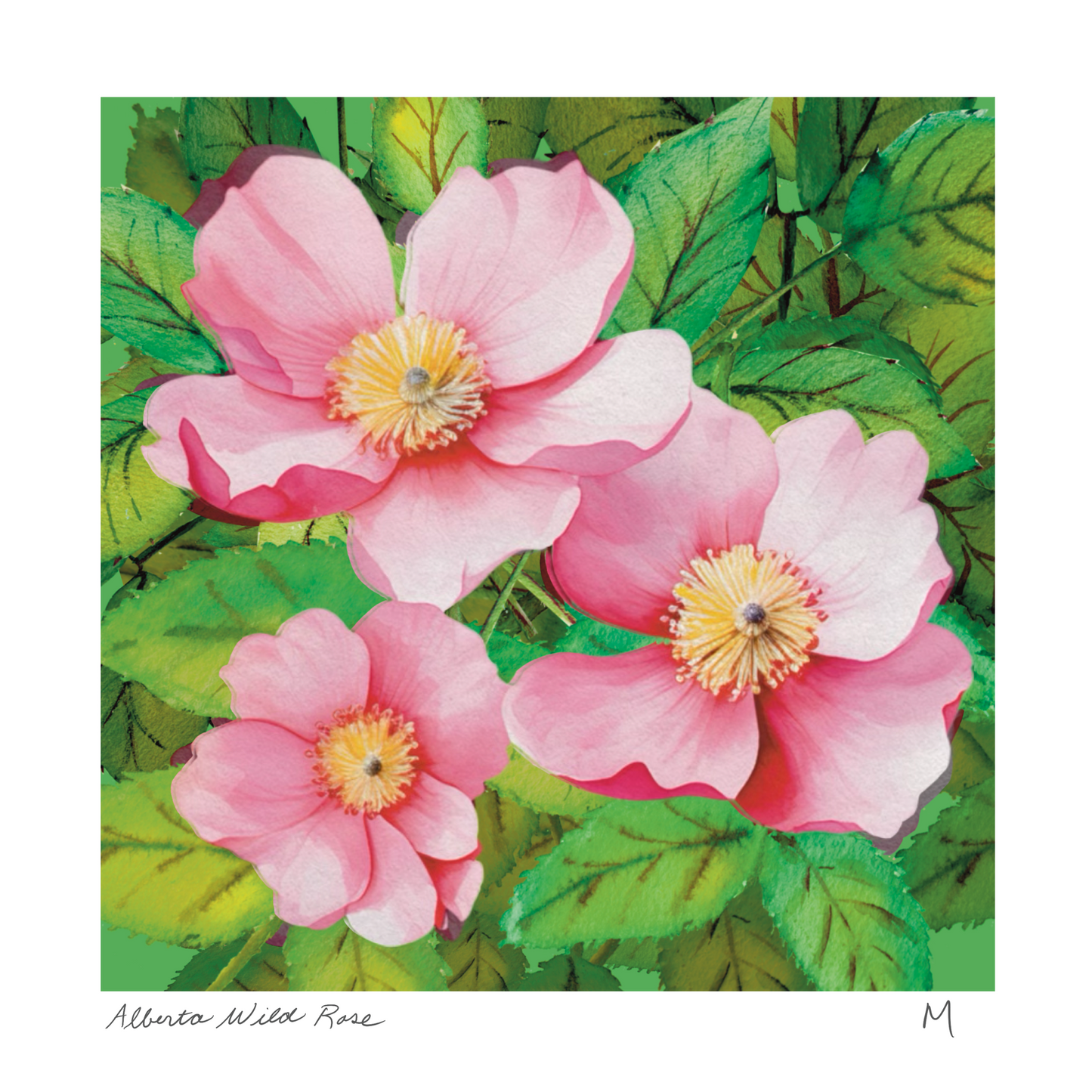 'Alberta Wild Rose' Art Print