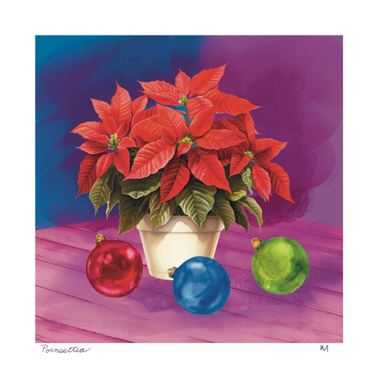 'Poinsettia' Art Print