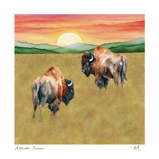 'Alberta Bison' Art Print