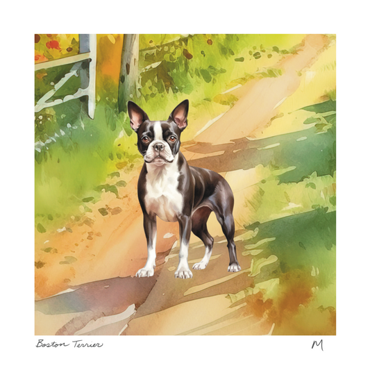 'Boston Terrier' Art Print